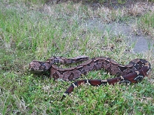 Guyanan Male